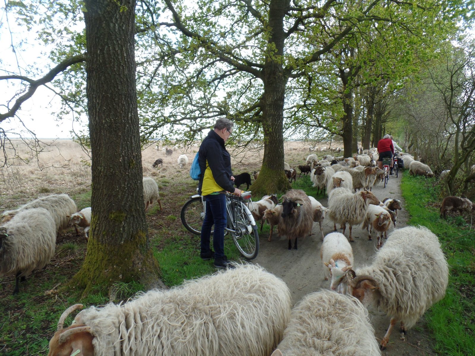 Fietsen En Wandelen In Drenthe | Camping Jelly's Hoeve